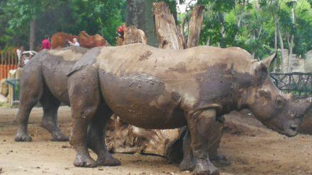 Rinocerontes blancos, especie amenazada, nuevos huéspedes de Zoológico La Aurora